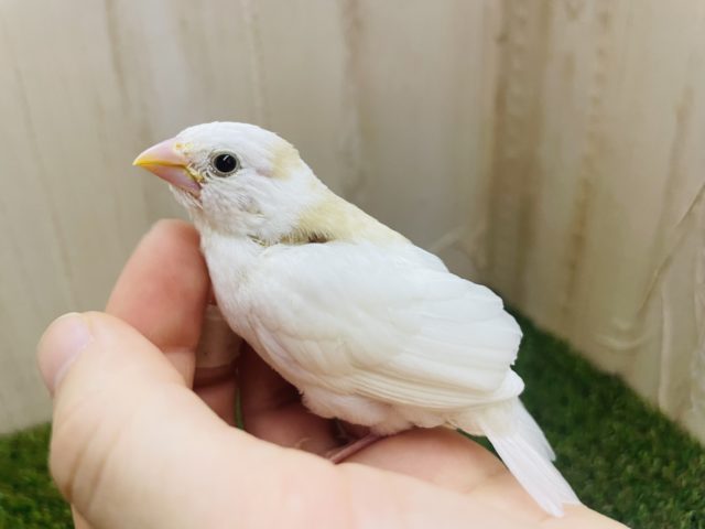 必見‼️なんとなんとふわふわ可愛い十姉妹さん登場⭐️ 十姉妹　白茶