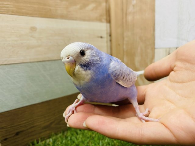 最新画像有り☆つぶらな瞳で優しい雰囲気のセキセイインコ！スパングルカラー☆