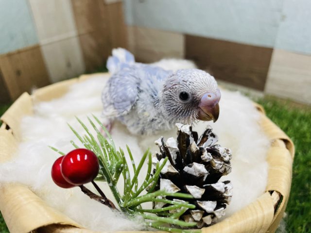 小柄な感じがたまりません！！セキセイインコのスパングル！