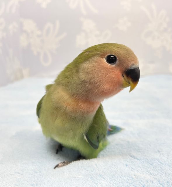 人気！コザクラインコ(ノーマル)2022年11月生まれ