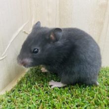 可愛いのにかっこよさもあるカラーハムスター！！　ブラック