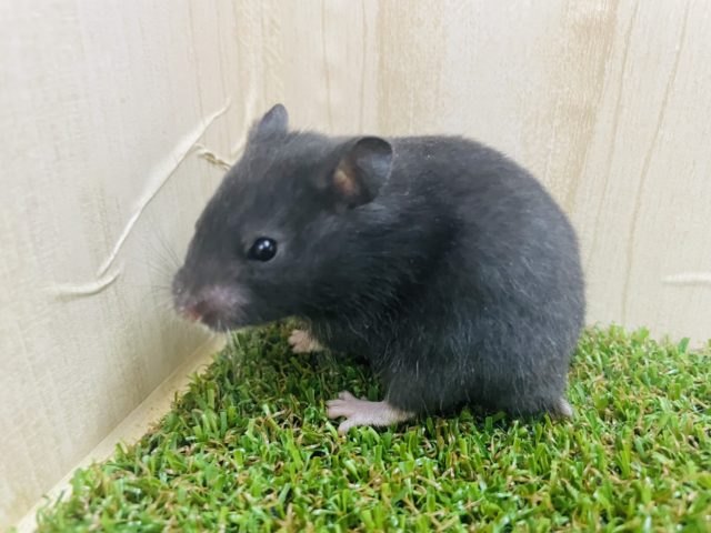 可愛いのにかっこよさもあるカラーハムスター！！　ブラック