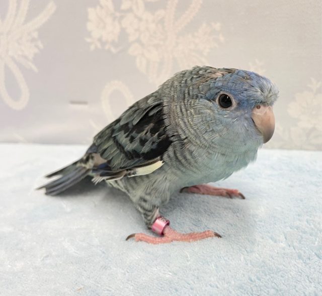 鳴き声が好き💛サザナミインコ（コバルト）　2022年3月生まれ