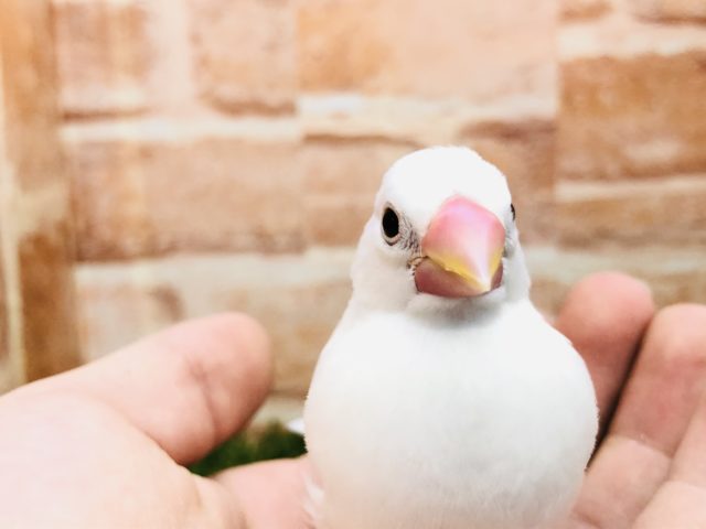 人気の白です 白文鳥 R4 12/1撮影 人気の白です 白文鳥 R4 12/1撮影