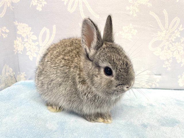 ぴょんぴょん！ネザーランドドワーフラビット(グレー系)男の子2022年11月生まれ