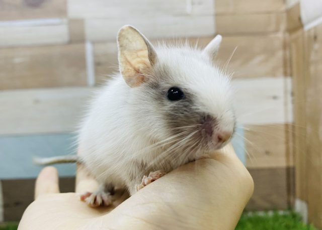 寂しくて鳴いちゃうんです♡甘えん坊なデグーシルバーパイド！