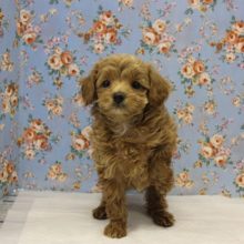 お顔もお色も最高にかわいいです❢トイプードルくん男のコ♂