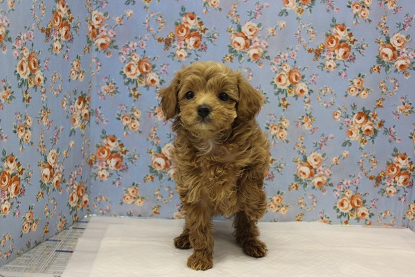 お顔もお色も最高にかわいいです❢トイプードルくん男のコ♂