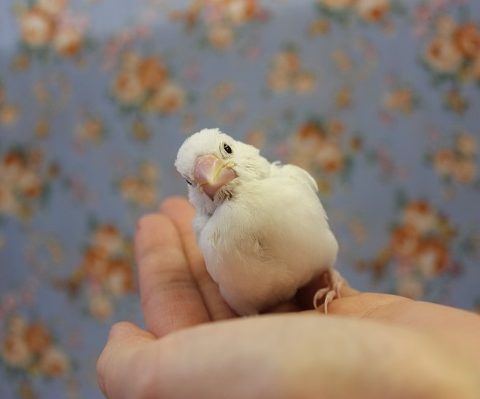 純白文ちゃん♡Ｒ4.11月生まれです♡