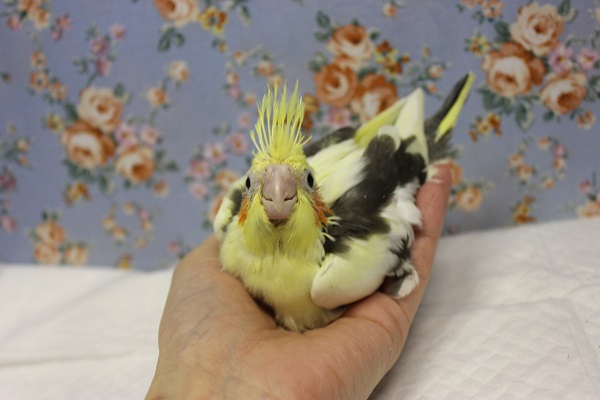 かわいいかわいいオカメちゃん､パイドカラーです🫶🏻