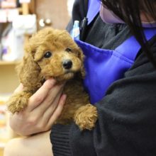 キューティボーイ💛トイプードルくんです♂