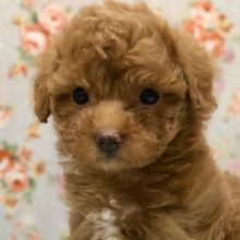 ぽちょりと座るよ！プードルくんきたよ！