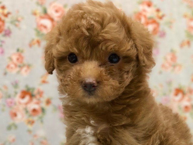 ぽちょりと座るよ!プードルくんきたよ! ぽちょりと座るよ!プードルくんきたよ!