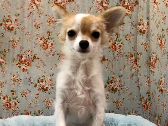 とにかく明るいチワワ君が来ましたよ〜