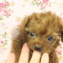 やっぱりトイプーちゃん💛人気の女のコです♀