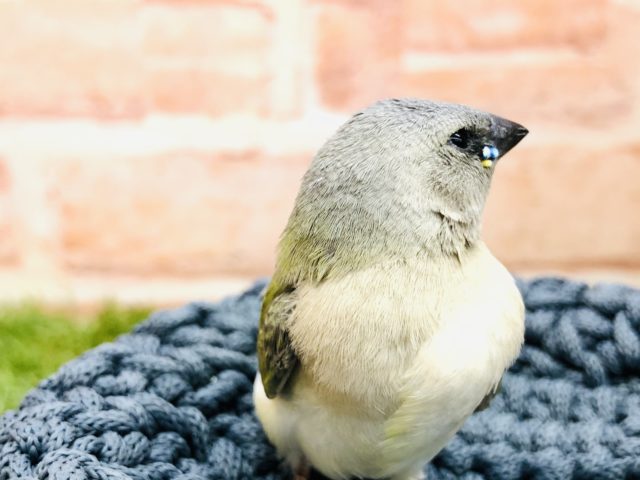 コキンチョウのヒナ第二弾！　コキンチョウ　ノーマル　R４　１２／１撮影