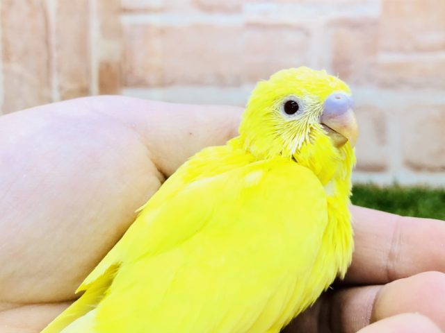 クリスマスカラー？　セキセイインコ　ルチノー　R４　１２／１７撮影