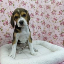 ムチムチスヌーピー☆ビーグル・女の子！