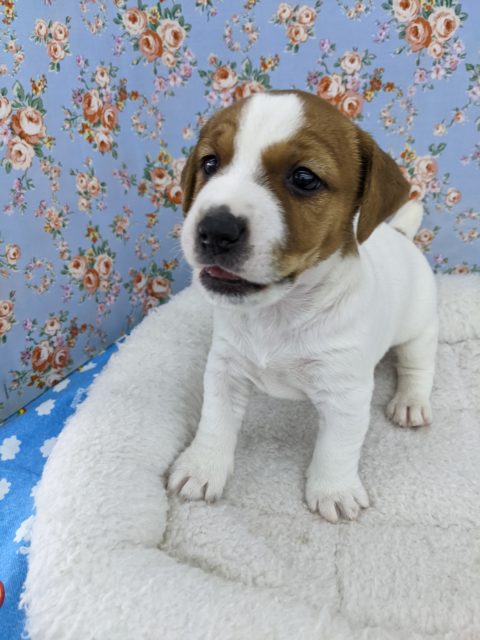 ムチムチボディにメロメロ☆ジャックラッセルテリア・男の子！