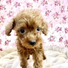 ちんまりかわいい☆　トイプードルの女のコ 2022.12/7撮影