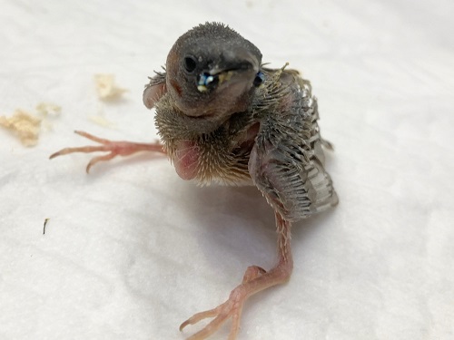 コキンチョウ（パステルブルー）　成長が楽しみです！