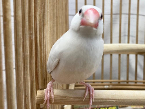 シルバー文鳥　淡い色合いの活発な子です！