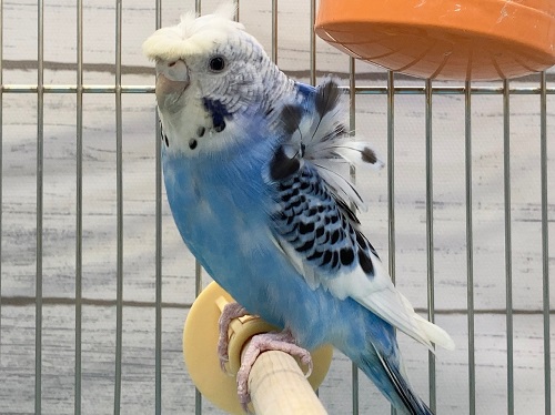 羽衣セキセイ(ブルーパイド) 成長した子が来ました! 羽衣セキセイ(ブルーパイド) 成長した子が来ました!