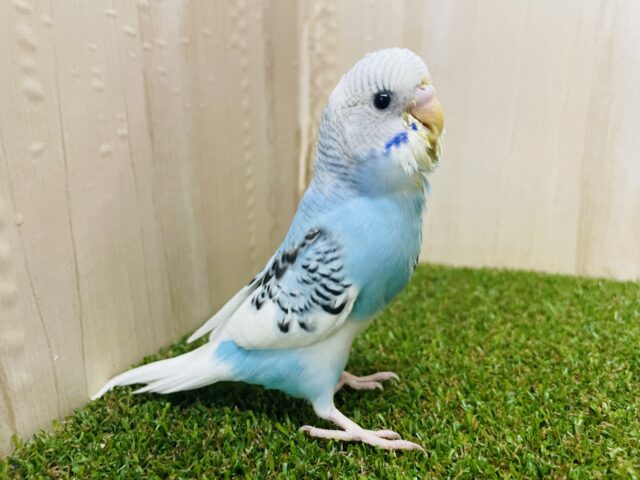 最新画像になりますよ〜‼️　ふんわり水色がたまらない💓　セキセイインコ　パイド