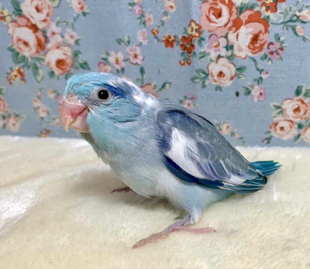 マメルリハ ブルーパイド🌊🪸 1/14