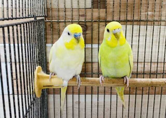 淡い色合いが素敵なセキセイインコのペア♡