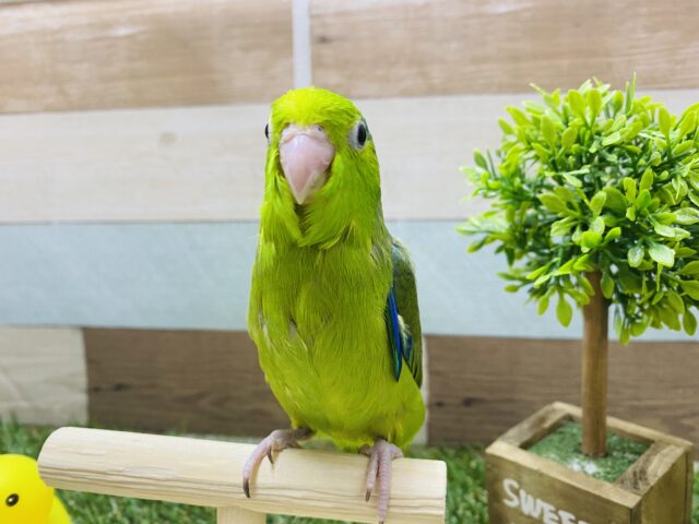 最新画像有り☆小さな怪獣？！口を開けて元気いっぱいのマメルリハ男の子☆