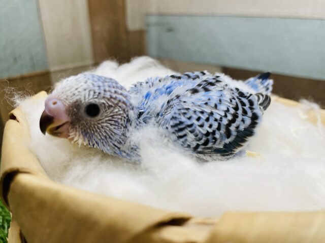 人気カラーのブルーちゃん！セキセイインコのオパーリン！