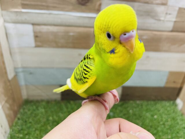 最新画像有り☆ぽてっとした可愛いヒナさん♪セキセイインコパイドカラー！