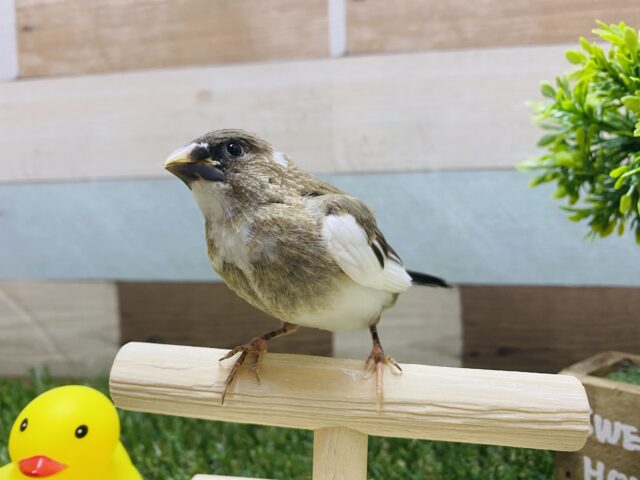 最新画像有り！あと一羽☆久々にやって来ました！！十姉妹のヒナ♪ノーマルカラー