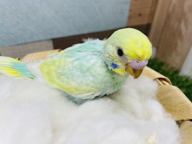 頭のちょびんがチャームポイント！セキセイインコのパステルカラーレインボー！