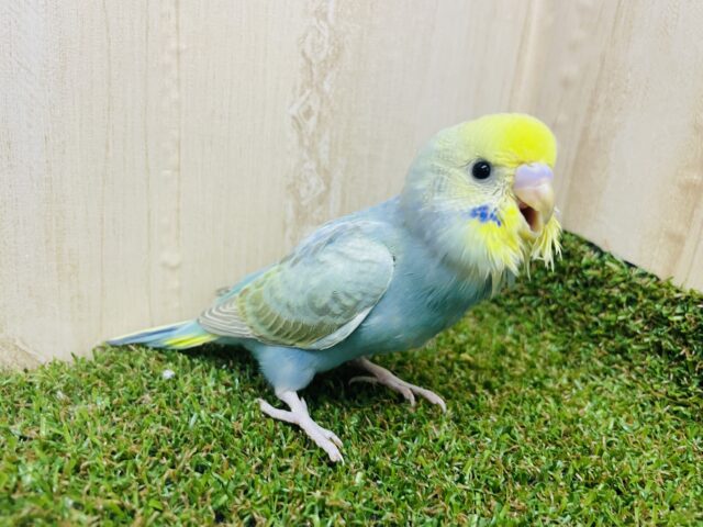 1人餌！最新画像になりますよ‼️鮮やかさで魅せたい！！　セキセイインコ　レインボー