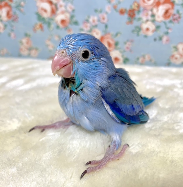 マメルリハ コバルトバイオレット 🦋💜 1/14