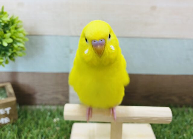 最新画像有り☆ご飯ちょーだいが止まらない！！元気いっぱいのセキセイインコダブルファクター☆