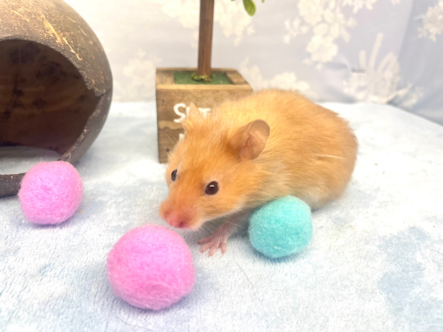 光沢感✨️サテンハムスター男の子2022年11月生まれ