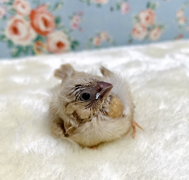 キンカ鳥  ヒナ  色変わり  🌰🤎🍯  1/21