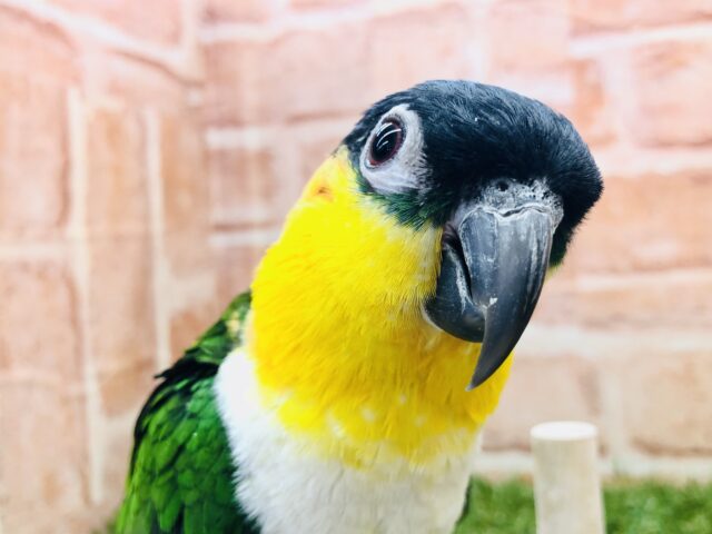 人気のズグロがやってきた　Ｒ５　１／３０撮影