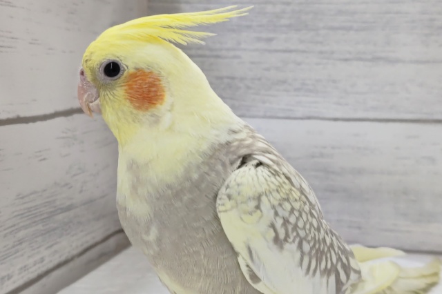 特徴的なパール模様～🫧　オカメインコ(シナモンパール)