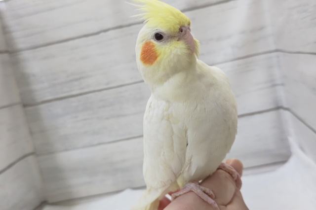 虜になっちゃうカラー🤍　オカメインコ(ルチノー)