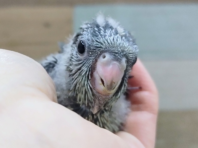 サザナミインコのヒナ入荷しました❤
