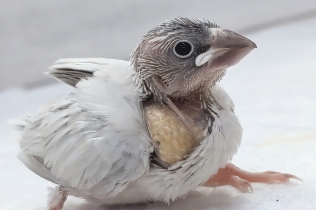 このシルバーカラーにご注目～🪐　シルバー文鳥