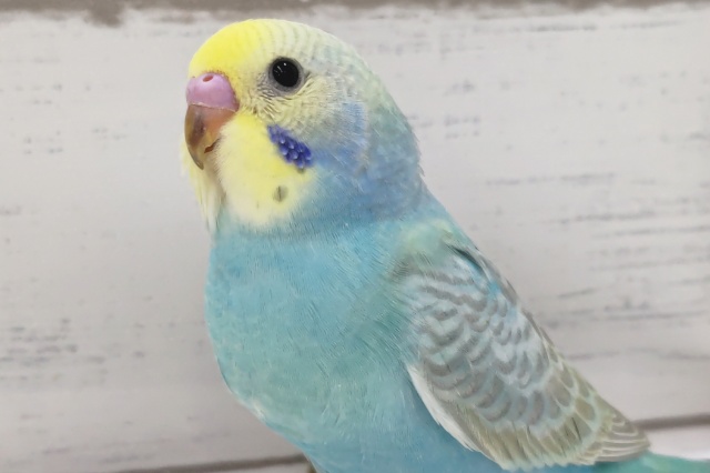 レインボー眩しいです～🌈 セキセイインコ(パステルレインボー)