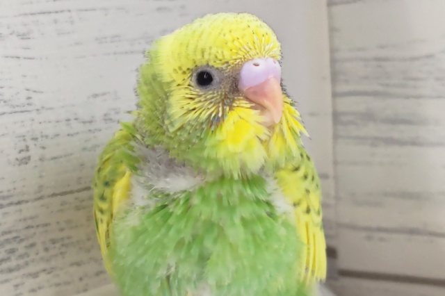 明るいカラーが魅力的~🍀 セキセイインコ(グリーンスパングルパイド) 明るいカラーが魅力的~🍀 セキセイインコ(グリーンスパングルパイド)