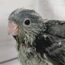 黒の中に美しさがあります🖤　サザナミインコ(モーブ)