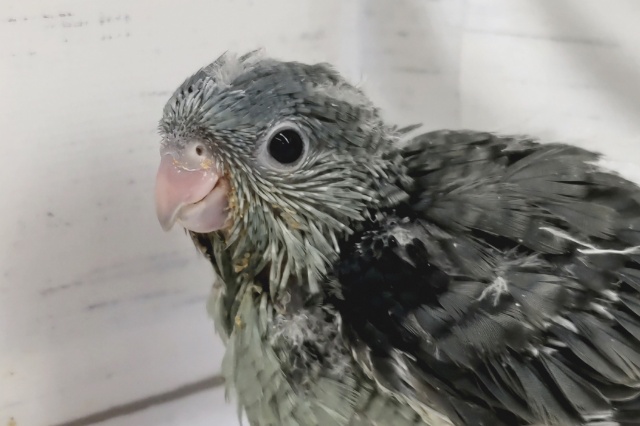 黒の中に美しさがあります🖤　サザナミインコ(モーブ)