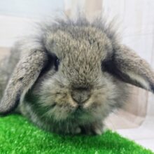 ロップイヤーラビット(チェスナット)のベビー入荷しました❤